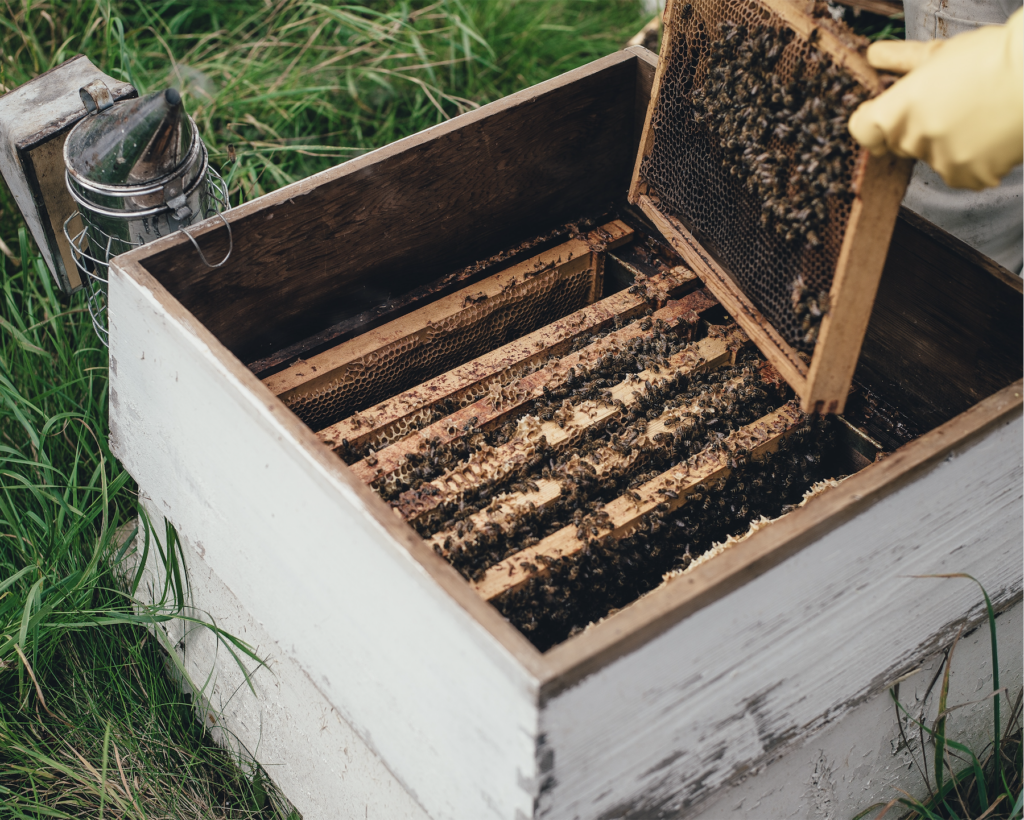L'Essaim de la Reine
