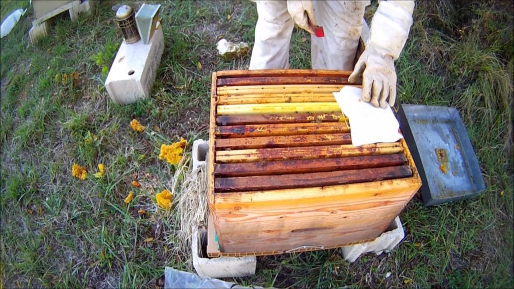 L'Essaim de la Reine