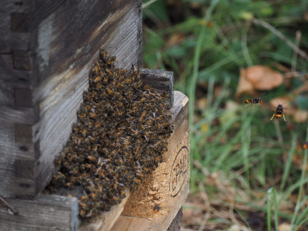 frelons asiatiques devant une ruche