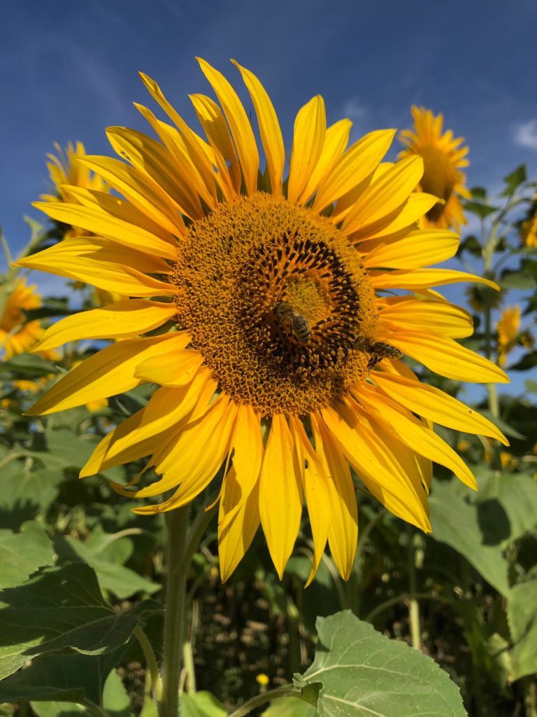 la pollinisation des abeilles