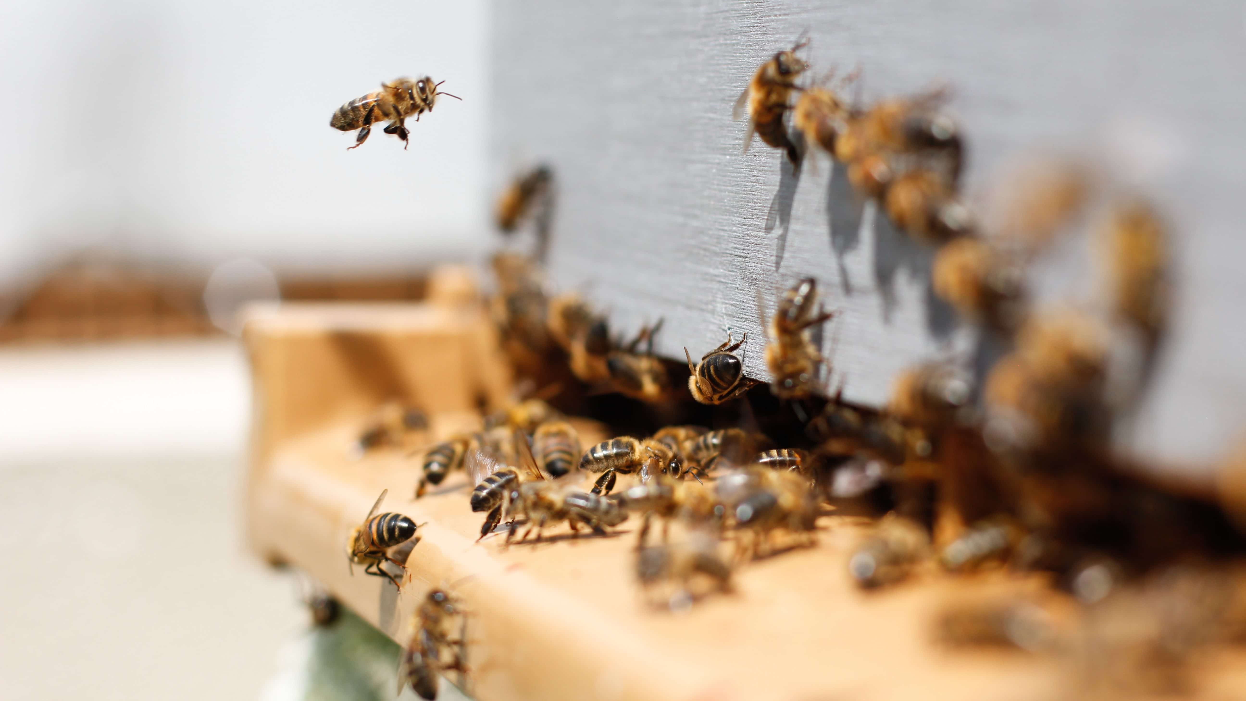 l'importance des abeilles dans nos écosystème