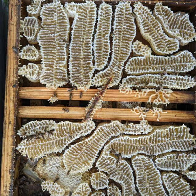 tableau du jour bonjour ! 
#nature #wildlife #miel #beautiful #sud ouest #apiculture